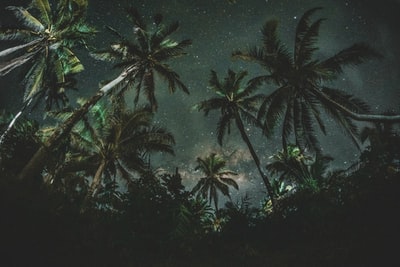 以星星为背景的椰子树低角度摄影